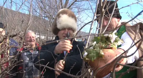 Цар Трифон заряза лозите в Мъглиж Цар Трифон заряза лозите в Мъглиж