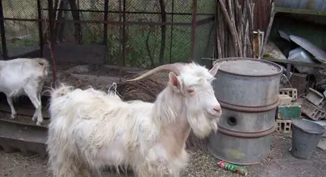 Козел се прави на призрак във ферма