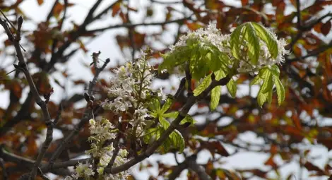 Откритие: Върбата, кестенът и кленът плачат преди дъжд