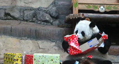 Пандата Лин Хуи получи новогодишни подаръци