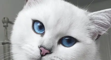 Коби – котаракът с най-прекрасните очи Коби – котаракът с най-прекрасните очи