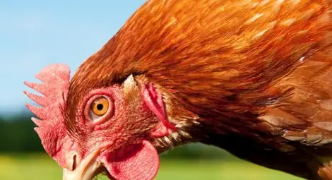 Интересно: Кокошките виждат повече цветове от нас Интересно: Кокошките виждат повече цветове от нас