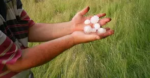 Фонд „Земеделие“ финансира застраховане на агропродукция