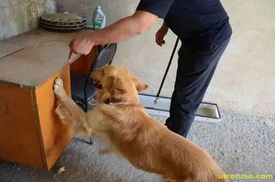 Митническото куче Рон надуши над 8 бака цигари