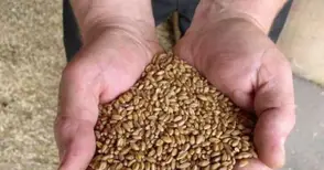 Предвиждат с 20-30% по-ниски цени  на зърното от новата реколта