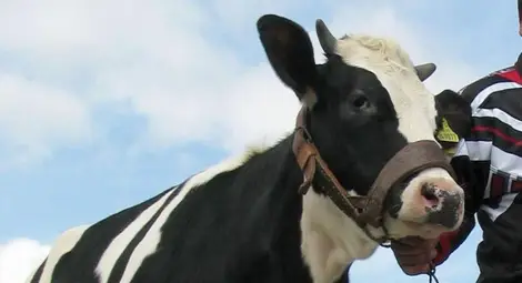 Гушкането на крави - нова модна терапия срещу 300 долара!