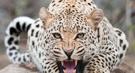 Индийка уби леопард със сърп