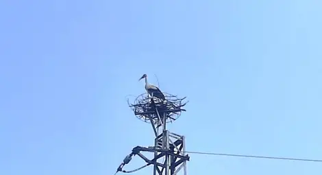 &bdquo;ЕРП Север&ldquo; помогна и на щъркели, и на хората в Бръшлен