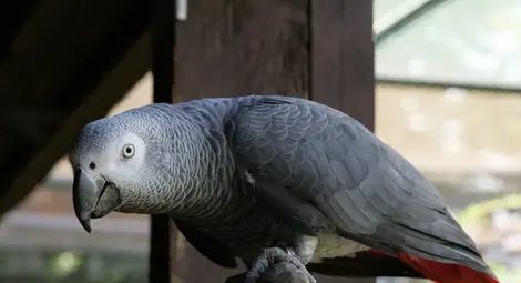 Африкански сив папагал се учи да рисува