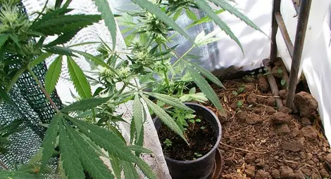 Потвърдиха ареста на хванатите със 150 кг коноп 60-годишни наркофермери