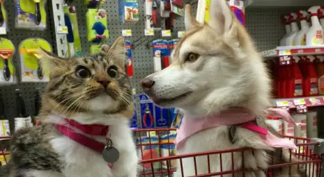 Три хъскита спасили котенце от сигурна смърт