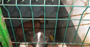 Осиновители искат питбулите убийци