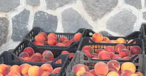 Одобриха държавна помощ за мобилни  инсталации за плодове и зеленчуци