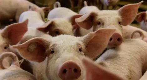 Падна глоба за незаконeн свинарник, наложена заради дочуто грухтене Падна глоба за незаконeн свинарник, наложена заради дочуто грухтене