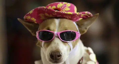 Куче стана кмет