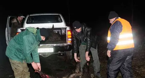 Камион отнесе стадо диви прасета