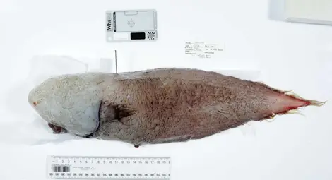 Риба без лице живее в дълбините край Австралия