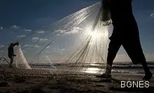 Херингата е най-добрата риба за зимата