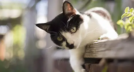 Котка със счупена лапа сама отиде в спешно отделение (ВИДЕО)