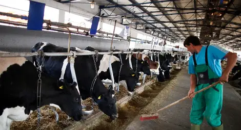 Ръст на животните под селекция заради субсидиите