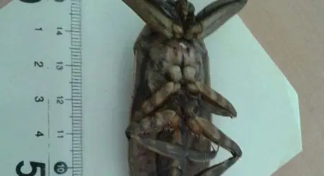 Непознато насекомо дойде от Африка