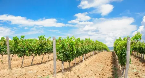 До 29 юни приемат заявки за нови лозя До 29 юни приемат заявки за нови лозя