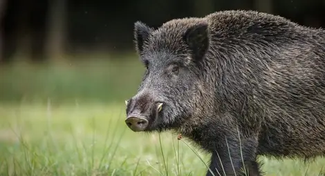 Протест срещу забраната за групов лов на глигани