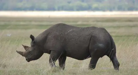 Носорогът &ndash; медийна звезда на годината в Южна Африка