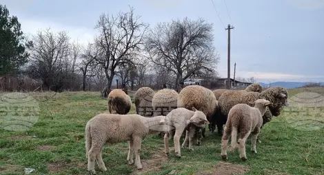 Снимка: БТА