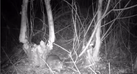 Възкръсналите след повече от век и половина бобри заснети и край Пепелина