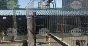 Временно се преустановява приемът на кучета в общинския приют „Тонка Петрова“ в Шумен поради установен случай на заболяло от гана куче