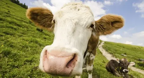 Крави се подготвят за конкурса "Мис Германия"