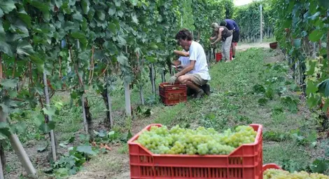 Търговци от Румъния изкупуват десертното грозде в Русенско