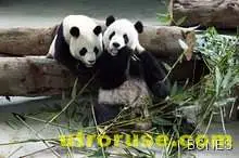 Китай лекува пандите от стреса след земетресението
