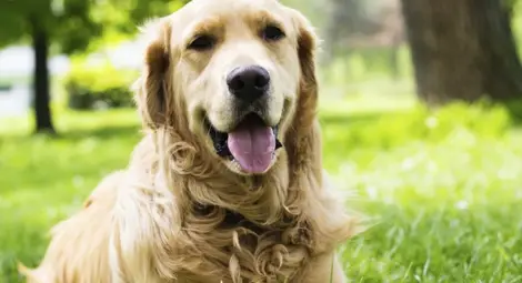 Кои са най-умните породи кучета (видео)