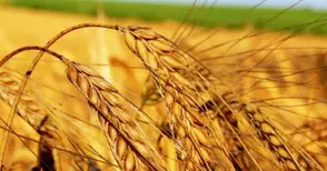 428 килограма ечемик среден добив от декар