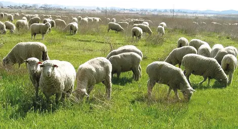 Въвеждат такса 3 лева на декар за ползване на пасищата и мерите Въвеждат такса 3 лева на декар за ползване на пасищата и мерите