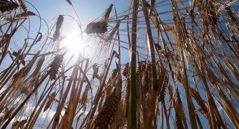 Древните житни култури ще започнат да навлизат все повече в бита на човека от 21 век Древните житни култури ще започнат да навлизат все повече в бита на човека от 21 век