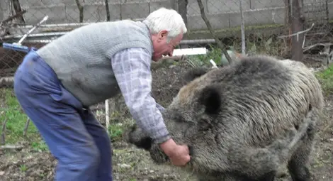 Обявиха бедствено положение в Плевенско заради чумата по свинете