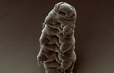 Съживиха замразено в продължение на 30 години животно