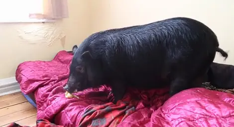 Сгрешена самоличност: Прасе се мисли за куче, дава лапа и опитва да лае /видео/