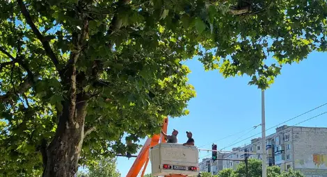 Резитба затваря временно част от ул. &bdquo;Асен Златаров&ldquo; в Русе на 21 януари