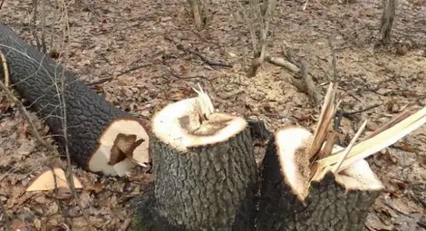 Арестуваха шефа на горските в Търново