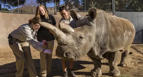 Отиват си последните бели носорози в света