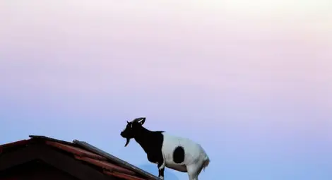 Защо един козел струва 3,5 млн. долара? Защо един козел струва 3,5 млн. долара?