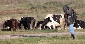 Фонд „Земеделие“ плати 13.3 милиона на животновъди