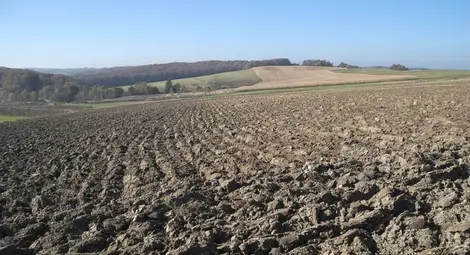 1200 дка плодородна земя край Русе намериха наемател от трети опит 1200 дка плодородна земя край Русе намериха наемател от трети опит