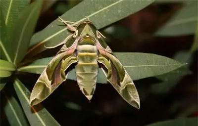 Изключително редки пеперуди се излюпиха в музей в Бургас