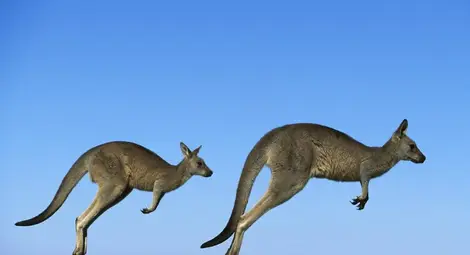 Кенгуруто използва опашката си като пети крак