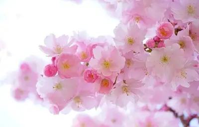 Утре през деня ще бъде слънчево, а вечерта се очакват валежи